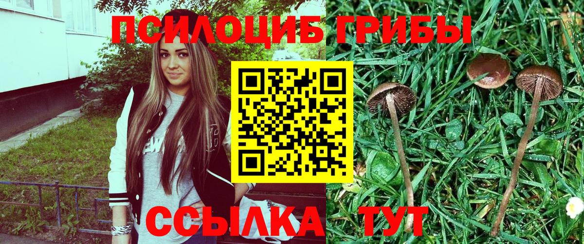 Псилоцибиновые грибы Cubensis Минеральные Воды